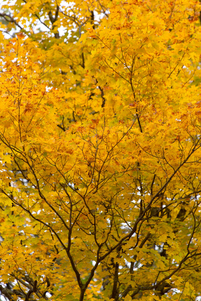 Autumn Tree