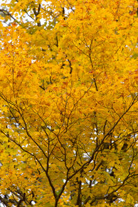 Autumn Tree photo