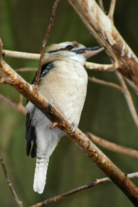 Woodpecker Bird photo