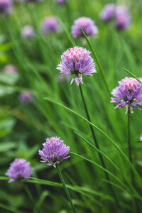 Chives Blossom photo