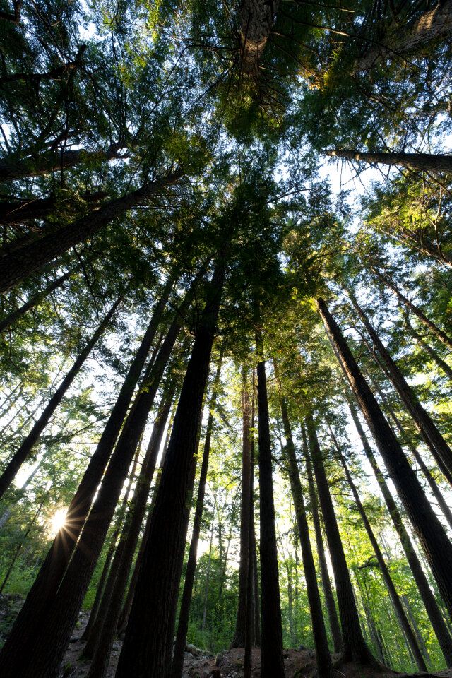 Forest Sky