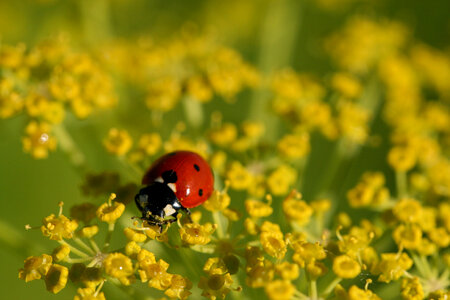 Ladybug Close Up