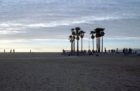 Beach Palm photo