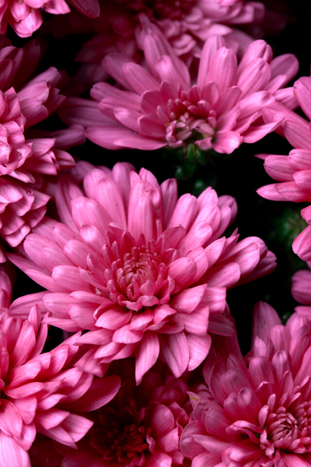 Macro Flower