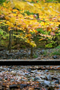Autumn Woods photo