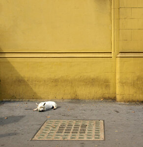 Dog Street photo