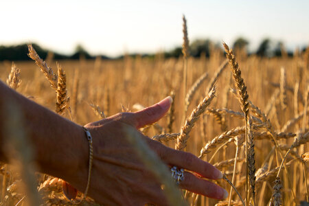 Wheat Background photo