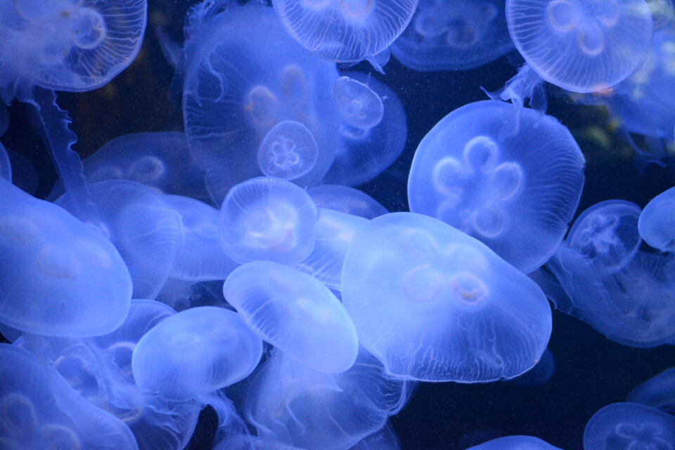 Jellyfish Blue photo