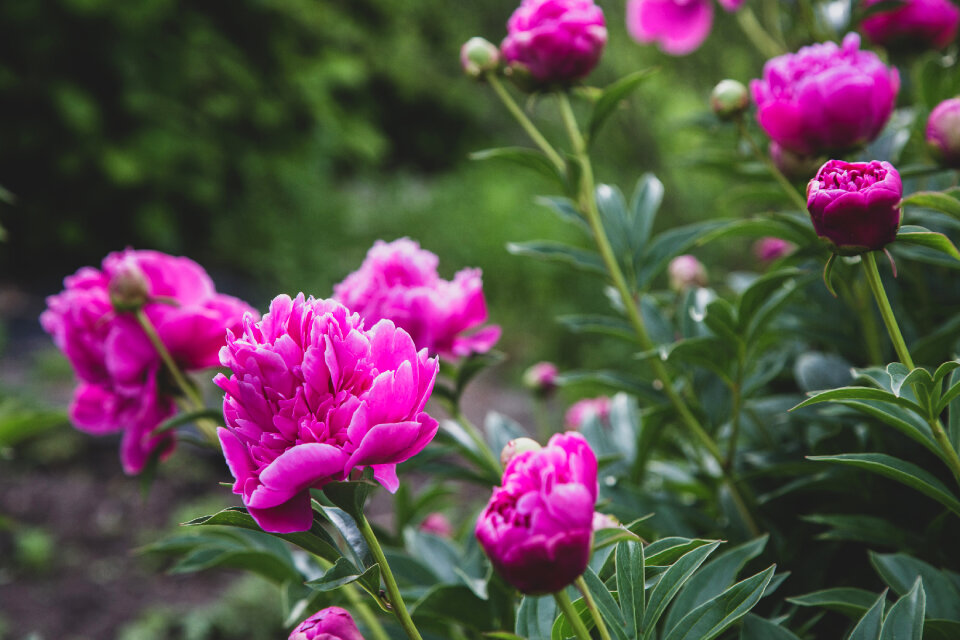 Pink Blossoms
