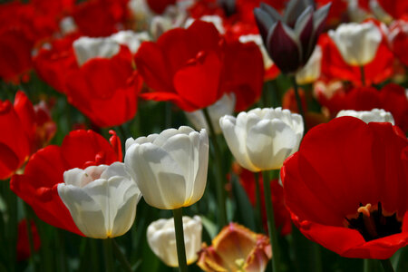 Tulip Flower photo