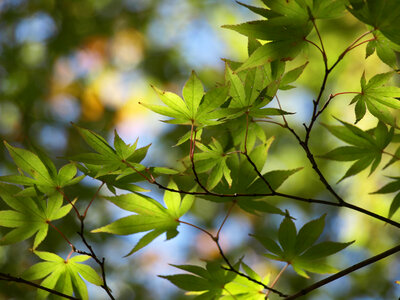 Tree Leaves photo