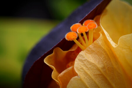 Yellow Flower