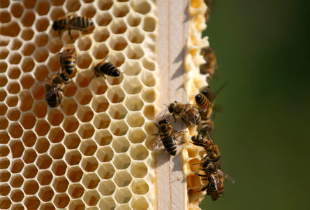 Bees Nature photo