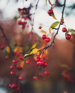 Red Berries photo