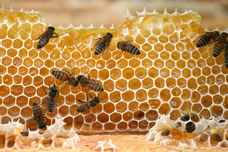 Bees Nature photo