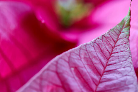 Flower Leaf