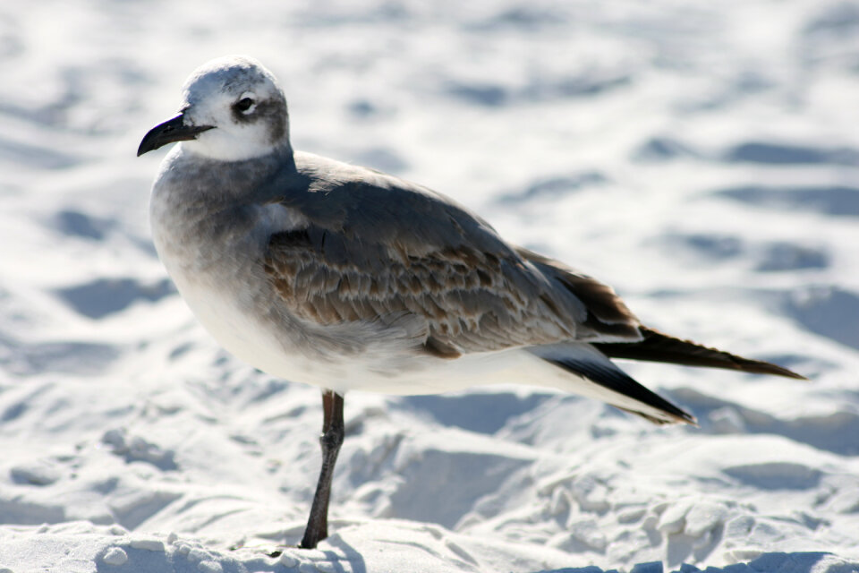 Seagull Bird photo