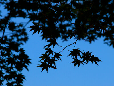Leaves Tree photo