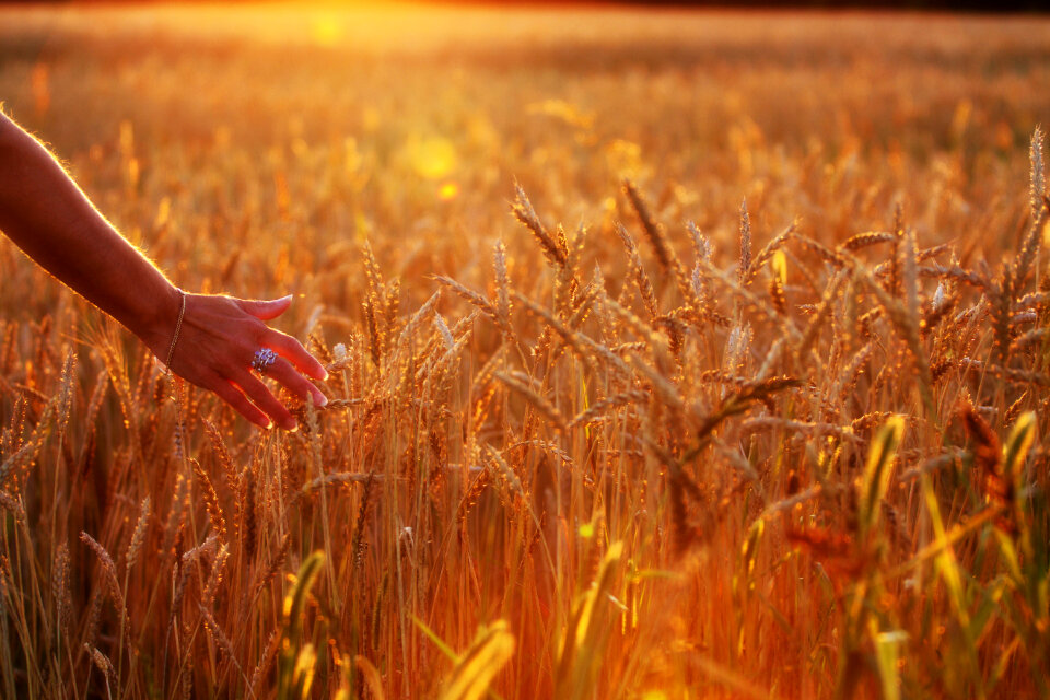 Woman Wheat photo