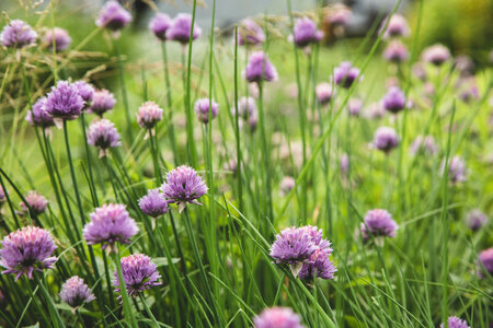 Chives Blossom