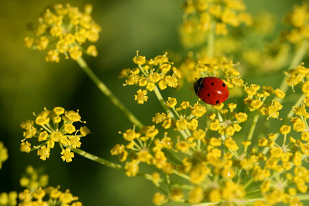 Ladybug Close Up photo