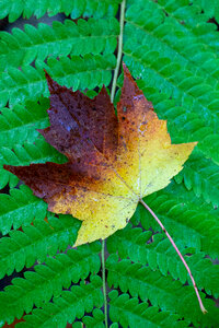 Single Leaf photo