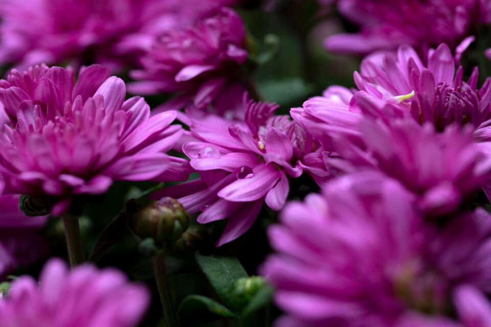 Flowers Dew photo