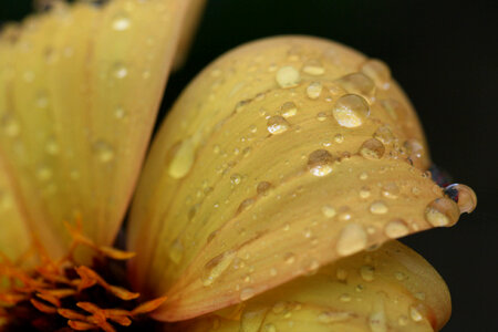 Flower Rain photo