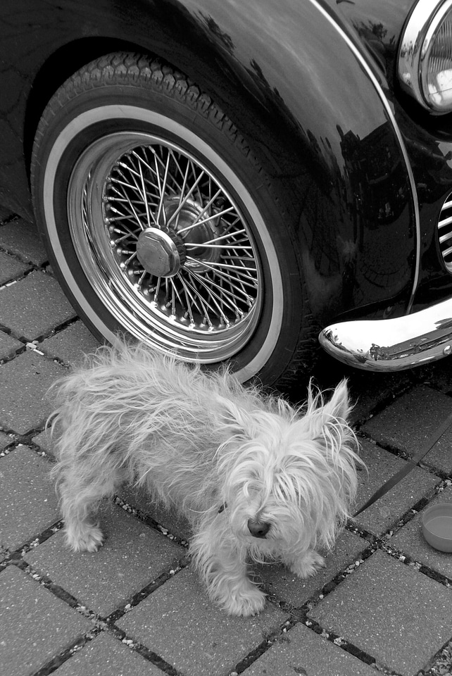 Small dog pet