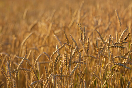 Wheat Background photo