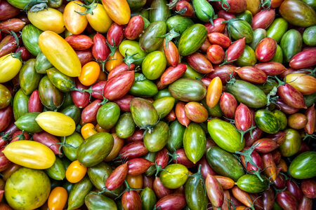 Colorful Tomatoes photo