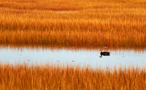 Marsh Field photo