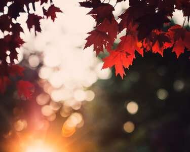 Autumn Leaves