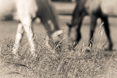 Horses Field photo