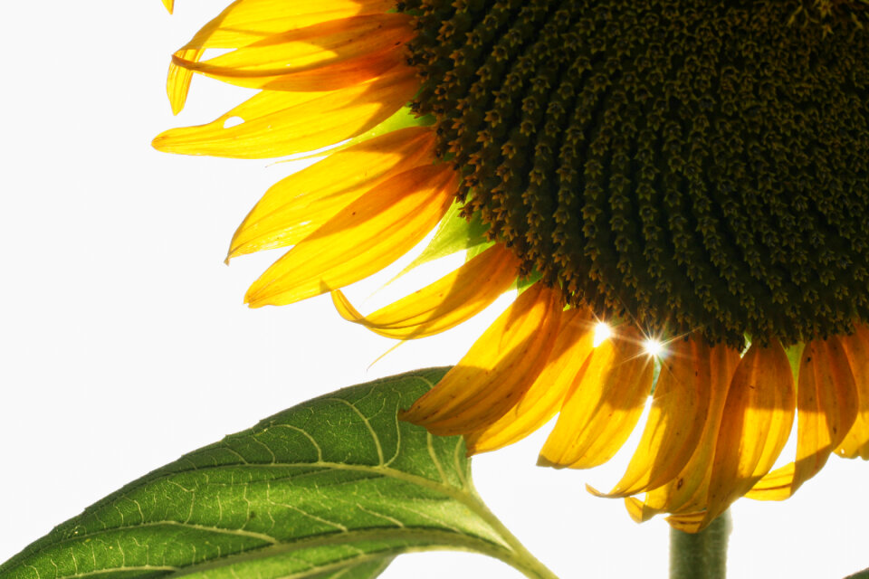 Sunflower Petals