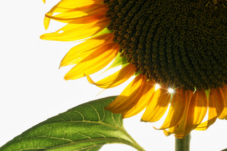Sunflower Petals