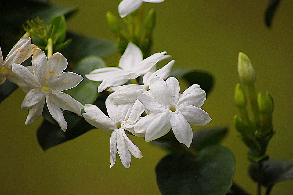 Natural blossom bloom