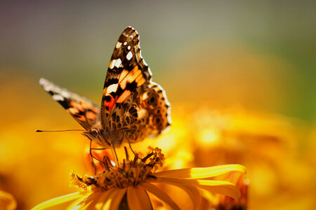 Butterfly Close Up photo