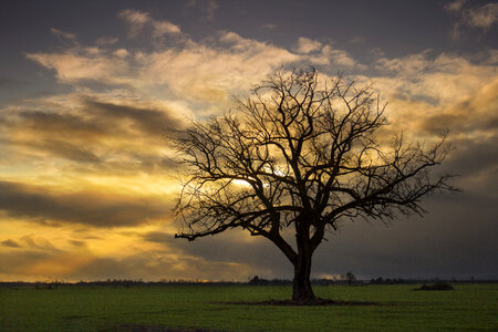 Tree Sunset photo