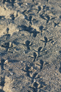 Animal Footprints photo