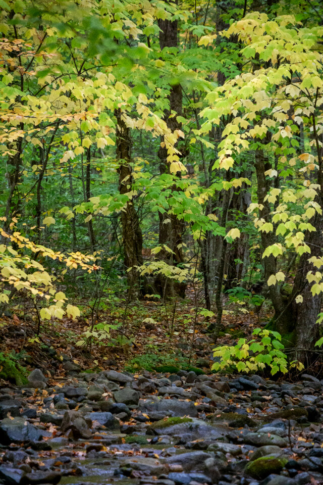 Forest Path