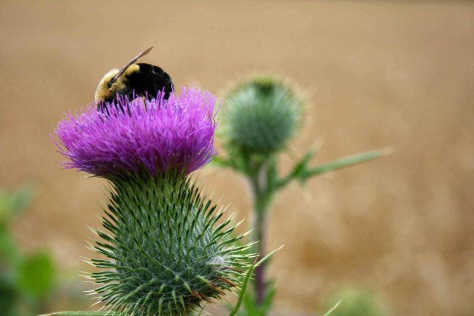 Bee Close Up photo