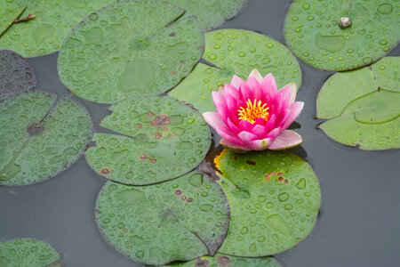Water Flower