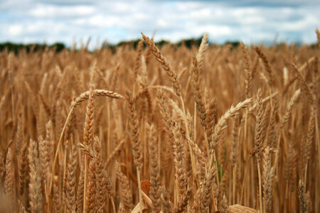 Wheat Field photo