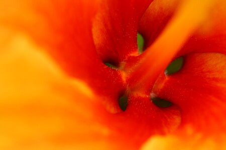 Flower Macro