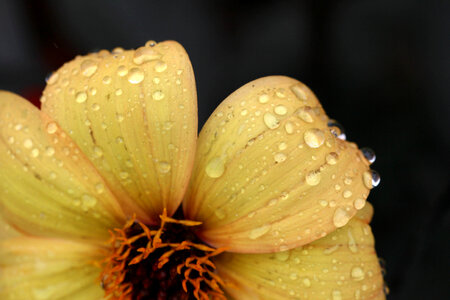 Flower Rain photo