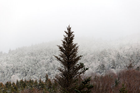 Winter Tree photo