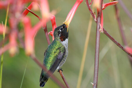 Bird Flower photo