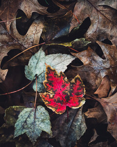 Autumn Leaves photo