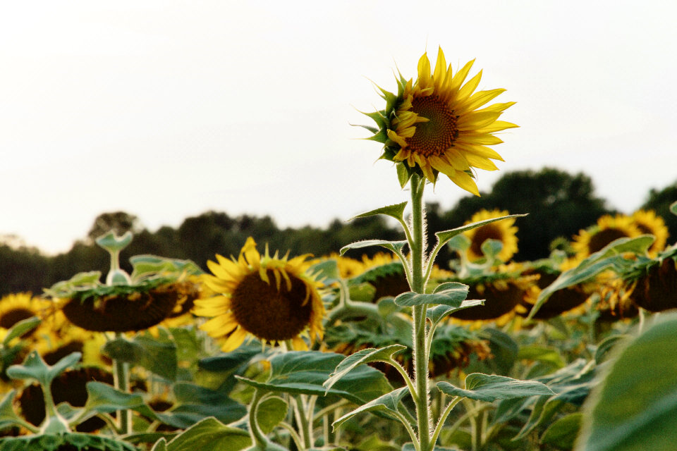 Sunflower Field photo